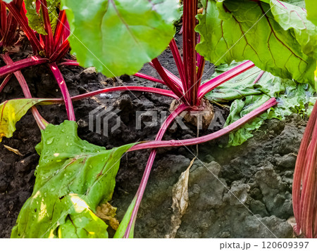 Beetroot growing in the ground. Close up beetroot in a vegetable garden. Focus on a beetroot. 120609397