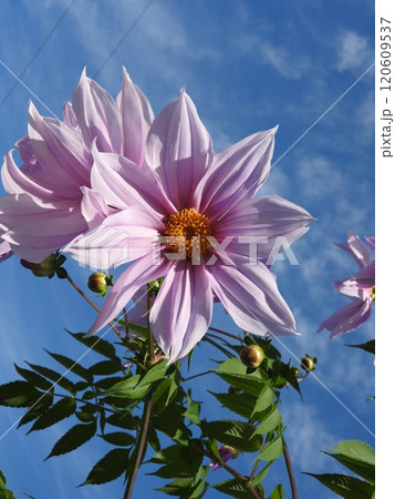 皇帝ダリア 皇帝ダリア 120609537