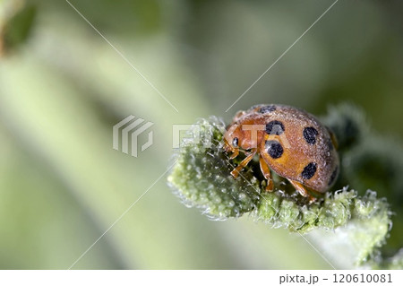 The melon ladybird beetle, Chnootriba elaterii (formerly Henosepilachna elaterii) is a phytophagous ladybird species found in southern Europe, Africa and western Asia.Photographed on Crete The melon ladybird beetle, Chnootriba elaterii (formerly Henosepilachna elaterii) is a phytophagous ladybird species found in southern Europe, Africa and western Asia.Photographed on Crete 120610081