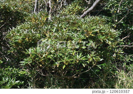 シロダモの花 120610387