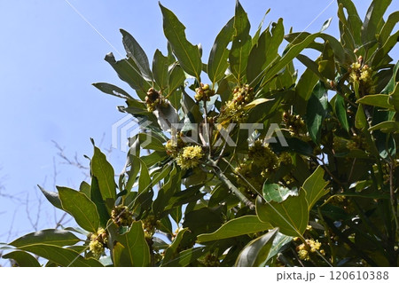 シロダモの花 120610388