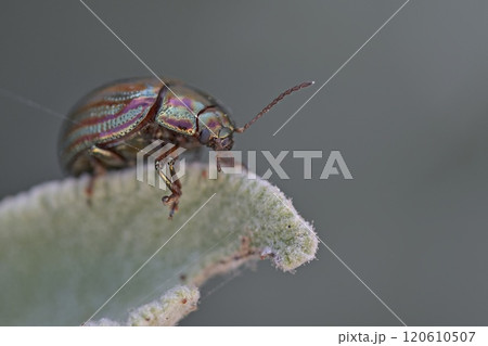 Chrysolina americana, common name rosemary beetle, is a species of beetle belonging to the family Chrysomelidae, Crete Chrysolina americana, common name rosemary beetle, is a species of beetle belonging to the family Chrysomelidae, Crete 120610507