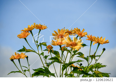 ニトベギク 120610621