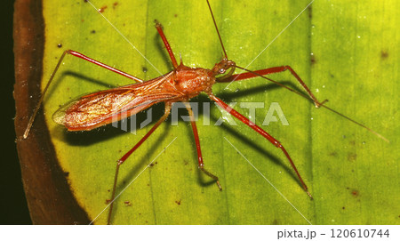 Shield Bug, Amazonia Shield Bug, Amazonia 120610744
