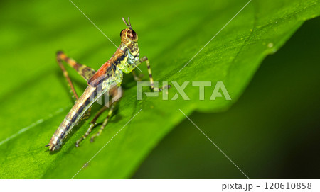 Grasshopper, Corcovado National Park Grasshopper, Corcovado National Park 120610858