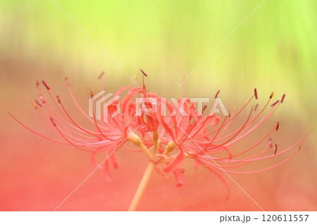 美しく咲き誇る赤い彼岸花 ふんわりぼかした明るい背景 美しく咲き誇る赤い彼岸花 ふんわりぼかした明るい背景 120611557