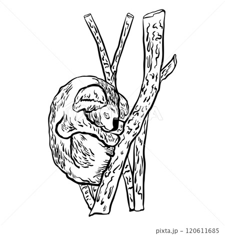 Hand drawn koala sleeping on a branch in graphic style. Vector illustration Hand drawn koala sleeping on a branch in graphic style. Vector illustration 120611685