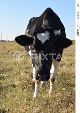 A serene cow grazes peacefully in a lush meadow under the bright sun on a warm day outdoors. The idyllic rural landscape captures the essence of simplicity and harmony in nature's beauty 120612058