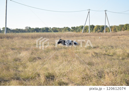 A serene cow grazes peacefully in a lush meadow under the bright sun on a warm day outdoors. The idyllic rural landscape captures the essence of simplicity and harmony in nature's beauty A serene cow grazes peacefully in a lush meadow under the bright sun on a warm day outdoors. The idyllic rural landscape captures the essence of simplicity and harmony in nature's beauty 120612074