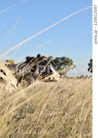 A serene cow grazes peacefully in a lush meadow under the bright sun on a warm day outdoors. The idyllic rural landscape captures the essence of simplicity and harmony in nature's beauty 120612097