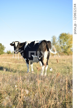 A serene cow grazes peacefully in a lush meadow under the bright sun on a warm day outdoors. The idyllic rural landscape captures the essence of simplicity and harmony in nature's beauty 120612144