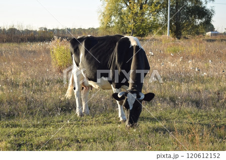 A serene cow grazes peacefully in a lush meadow under the bright sun on a warm day outdoors. The idyllic rural landscape captures the essence of simplicity and harmony in nature's beauty 120612152