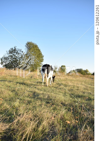 A serene cow grazes peacefully in a lush meadow under the bright sun on a warm day outdoors. The idyllic rural landscape captures the essence of simplicity and harmony in nature's beauty A serene cow grazes peacefully in a lush meadow under the bright sun on a warm day outdoors. The idyllic rural landscape captures the essence of simplicity and harmony in nature's beauty 120612261