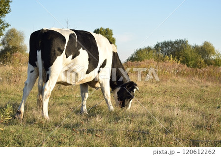 A serene cow grazes peacefully in a lush meadow under the bright sun on a warm day outdoors. The idyllic rural landscape captures the essence of simplicity and harmony in nature's beauty 120612262