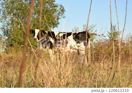 A serene cow grazes peacefully in a lush meadow under the bright sun on a warm day outdoors. The idyllic rural landscape captures the essence of simplicity and harmony in nature's beauty A serene cow grazes peacefully in a lush meadow under the bright sun on a warm day outdoors. The idyllic rural landscape captures the essence of simplicity and harmony in nature's beauty 120612310