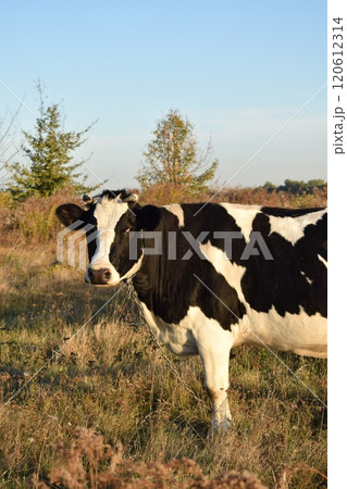 A serene cow grazes peacefully in a lush meadow under the bright sun on a warm day outdoors. The idyllic rural landscape captures the essence of simplicity and harmony in nature's beauty A serene cow grazes peacefully in a lush meadow under the bright sun on a warm day outdoors. The idyllic rural landscape captures the essence of simplicity and harmony in nature's beauty 120612314