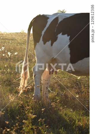 A serene cow grazes peacefully in a lush meadow under the bright sun on a warm day outdoors. The idyllic rural landscape captures the essence of simplicity and harmony in nature's beauty A serene cow grazes peacefully in a lush meadow under the bright sun on a warm day outdoors. The idyllic rural landscape captures the essence of simplicity and harmony in nature's beauty 120612386