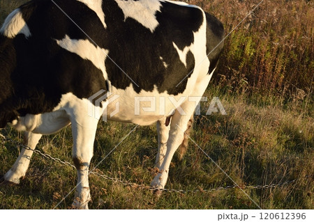 A serene cow grazes peacefully in a lush meadow under the bright sun on a warm day outdoors. The idyllic rural landscape captures the essence of simplicity and harmony in nature's beauty 120612396