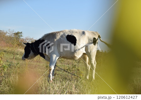 A serene cow grazes peacefully in a lush meadow under the bright sun on a warm day outdoors. The idyllic rural landscape captures the essence of simplicity and harmony in nature's beauty 120612427