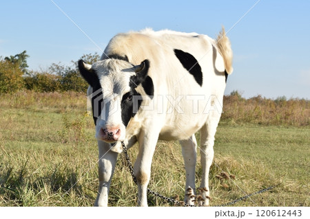 A serene cow grazes peacefully in a lush meadow under the bright sun on a warm day outdoors. The idyllic rural landscape captures the essence of simplicity and harmony in nature's beauty A serene cow grazes peacefully in a lush meadow under the bright sun on a warm day outdoors. The idyllic rural landscape captures the essence of simplicity and harmony in nature's beauty 120612443