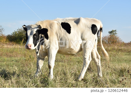 A serene cow grazes peacefully in a lush meadow under the bright sun on a warm day outdoors. The idyllic rural landscape captures the essence of simplicity and harmony in nature's beauty 120612446