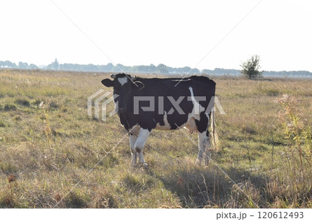 A serene cow grazes peacefully in a lush meadow under the bright sun on a warm day outdoors. The idyllic rural landscape captures the essence of simplicity and harmony in nature's beauty 120612493