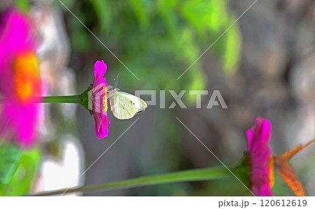 Butterflies on purple zinnia flowers in the garden Butterflies on purple zinnia flowers in the garden 120612619