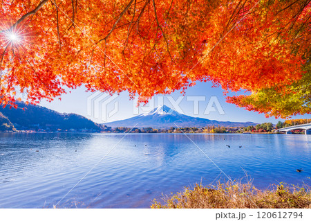 【山梨県】河口湖畔のモミジ紅葉と富士山 120612794