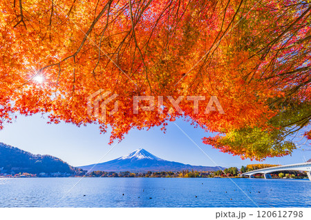 【山梨県】河口湖畔のモミジ紅葉と富士山 【山梨県】河口湖畔のモミジ紅葉と富士山 120612798