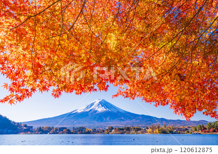 【山梨県】河口湖畔のモミジ紅葉と富士山 120612875