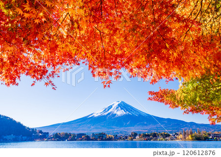【山梨県】河口湖畔のモミジ紅葉と富士山 【山梨県】河口湖畔のモミジ紅葉と富士山 120612876