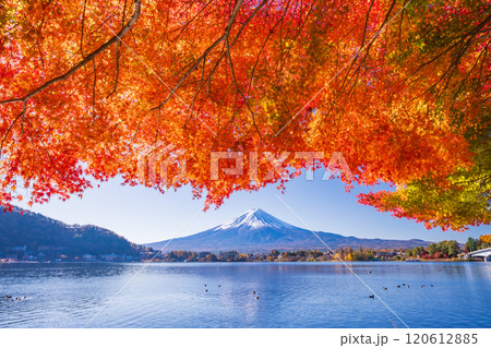 【山梨県】河口湖畔のモミジ紅葉と富士山 120612885