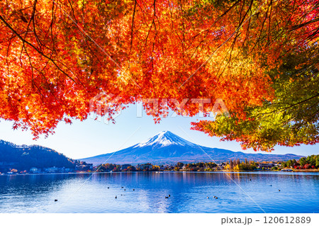 【山梨県】河口湖畔のモミジ紅葉と富士山 120612889