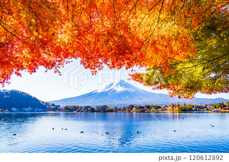 【山梨県】河口湖畔のモミジ紅葉と富士山 120612892