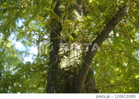 岐阜県の公園の自然の風景 120613000