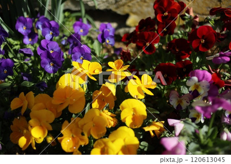 パンジー 120613045