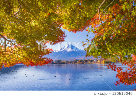 【山梨県】モミジの紅葉が始まった河口湖畔と富士山 120613046