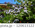 ローズマリーの花 120613122
