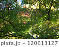 色づく紅葉のモミジの画像 120613127