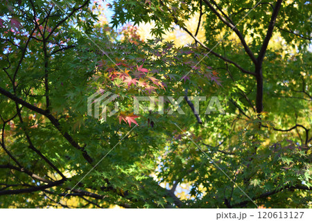 色づく紅葉のモミジの画像 色づく紅葉のモミジの画像 120613127