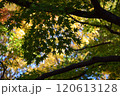 紅葉の葉の画像 120613128