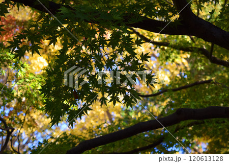 紅葉の葉の画像 紅葉の葉の画像 120613128