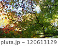 色づく紅葉の画像 120613129