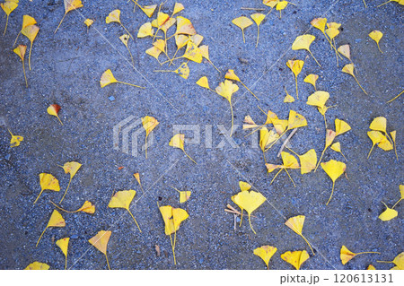 砂利と銀杏の落ち葉の画像2 120613131