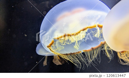 水槽に漂うクラゲ 120613447