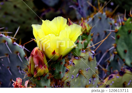 Prickly Pear Cactus Blossom Macro 120613711