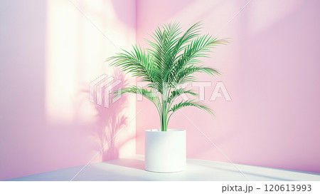 Sunlit green potted plant in minimalistic pink room interior. 120613993