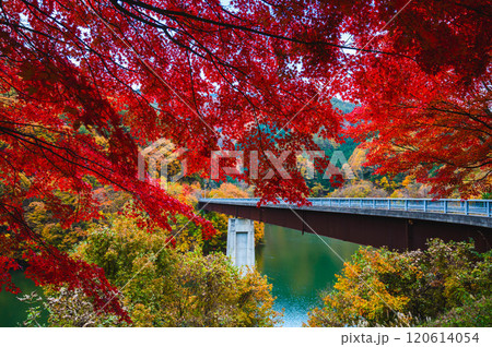 真っ赤の紅葉と田無大橋 もみじ湖 真っ赤の紅葉と田無大橋 もみじ湖 120614054