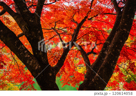 木の幹の向こう側　紅葉 120614058