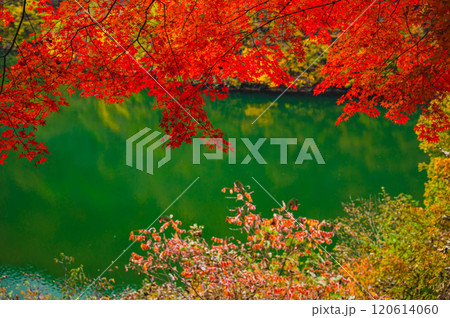 秋のもみじ湖　箕輪町 120614060